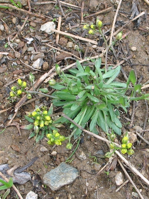 Draba crassa